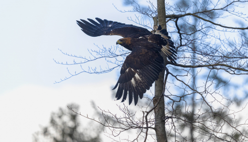 Orel skalní  (Aquila chrysaetos)  5L0A7485ok