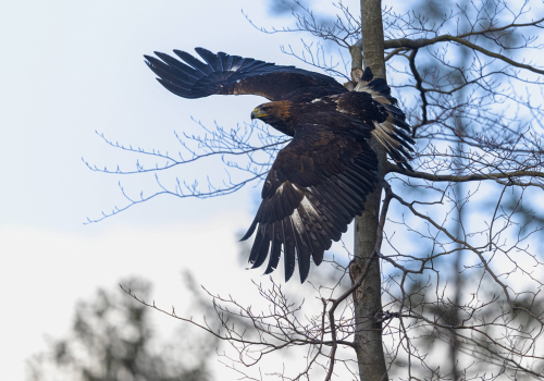 Orel skalní  (Aquila chrysaetos)  5L0A7485ok