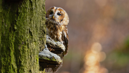 Puštík obecný  (Strix aluco)  5L0A7822ok