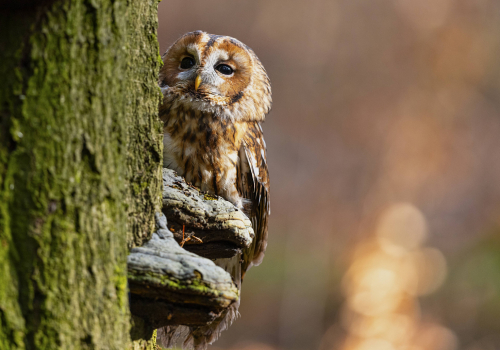 Puštík obecný  (Strix aluco)  5L0A7822ok