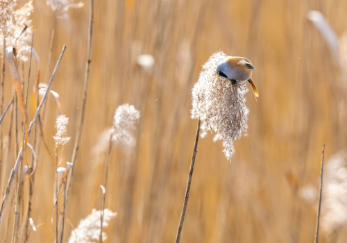 63A0873ok-DeNoiseAI-low-light