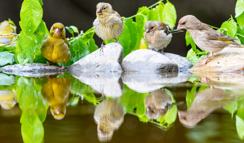 63A1469ok-DeNoiseAI-low-light