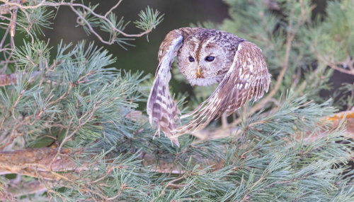 63A6314ok-DeNoiseAI-low-light