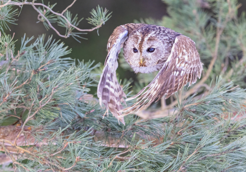 63A6314ok-DeNoiseAI-low-light
