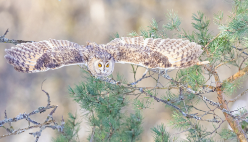 63A6687ok-DeNoiseAI-low-light
