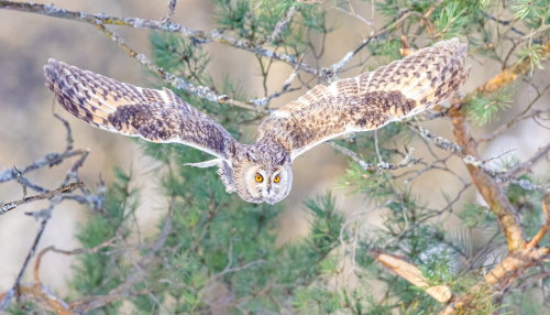 63A6692ok-DeNoiseAI-low-light