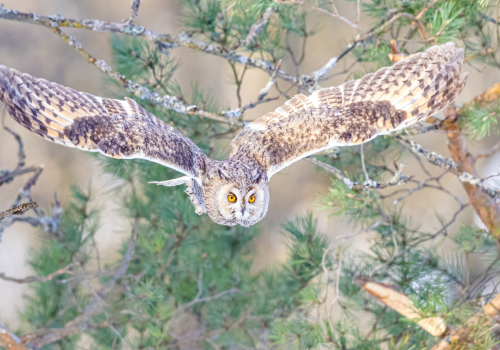 63A6692ok-DeNoiseAI-low-light