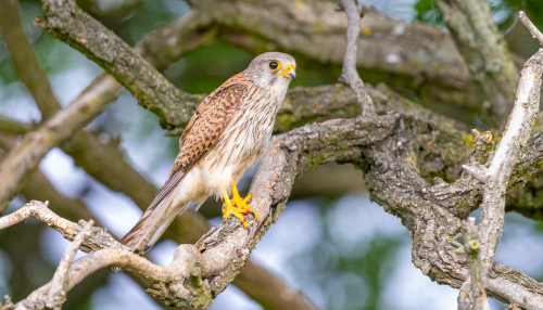 63A6818ok-DeNoiseAI-low-light