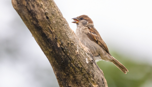 63A7026ok-DeNoiseAI-low-light