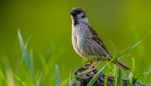 63A7251ok-DeNoiseAI-low-light
