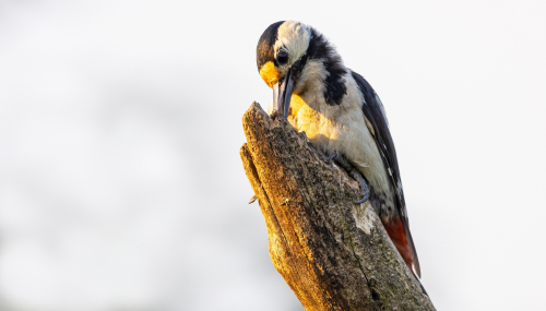 63A7314ok-DeNoiseAI-low-light