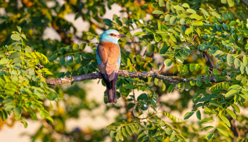 63A7453ok-DeNoiseAI-low-light