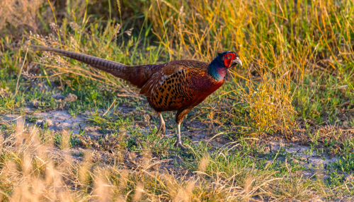 63A7686ok-DeNoiseAI-low-light