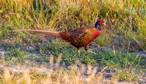 63A7696ok-DeNoiseAI-low-light