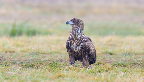63A7714ok-DeNoiseAI-low-light