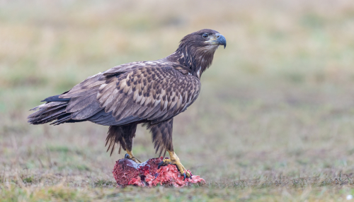 63A7939ok-DeNoiseAI-low-light