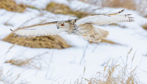 63A7946ok-DeNoiseAI-low-light