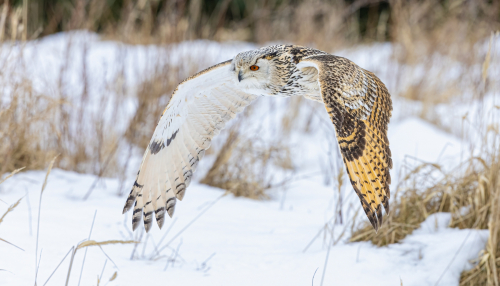 63A7998ok-DeNoiseAI-low-light