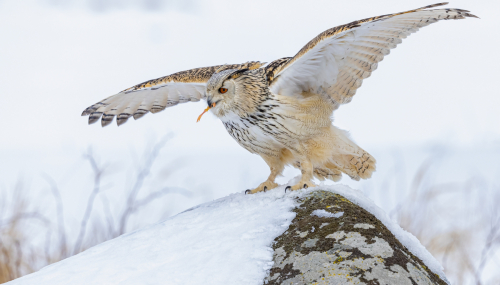 63A8234ok-DeNoiseAI-low-light