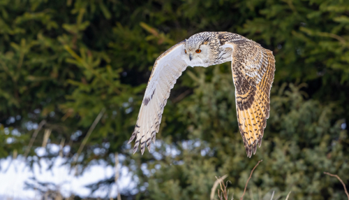 63A8353ok-DeNoiseAI-low-light
