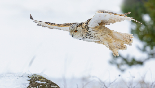 63A8538ok-DeNoiseAI-low-light