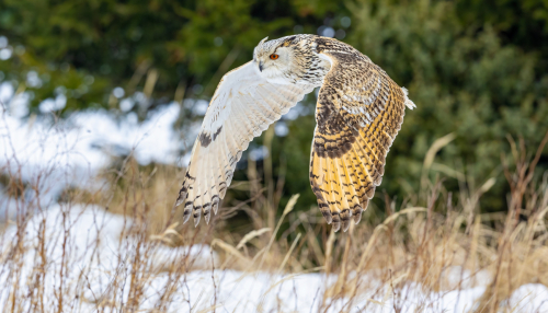 63A8566ok-DeNoiseAI-low-light