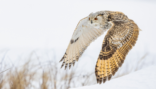 63A8622ok-DeNoiseAI-low-light