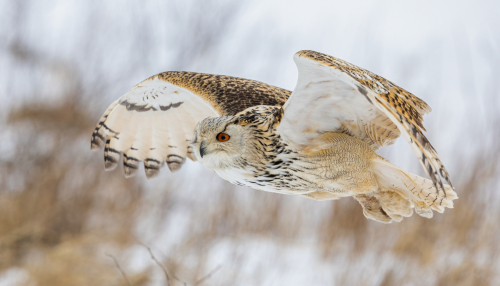 63A8656ok-DeNoiseAI-low-light