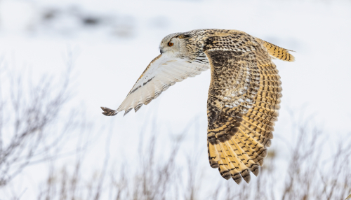 63A8714ok-DeNoiseAI-low-light