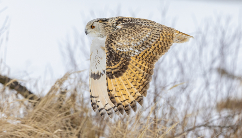 63A8727ok-DeNoiseAI-low-light
