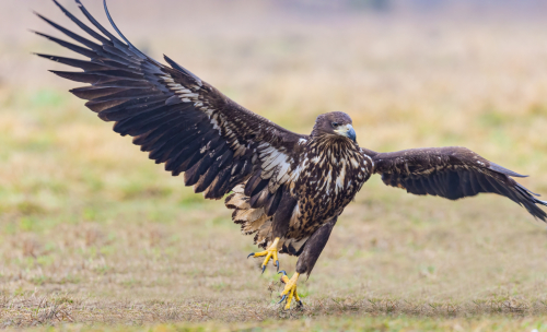 63A8734ok-DeNoiseAI-low-light