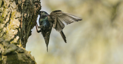 Špaček obecný  (Sturnus vulgaris)  A42I0025ok