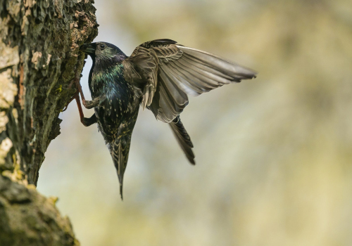Špaček obecný  (Sturnus vulgaris)  A42I0025ok