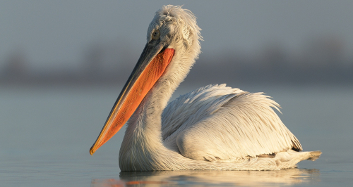 Pelikán kadeřavý  (Pelecanus crispus)  A42I0026ok