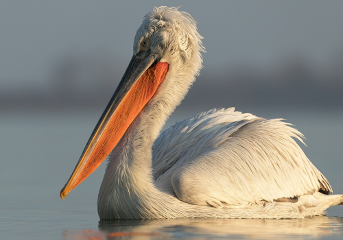 Pelikán kadeřavý  (Pelecanus crispus)  A42I0026ok