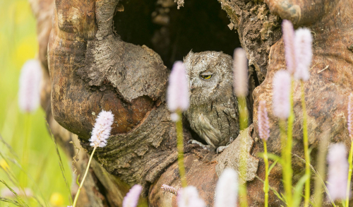 Výreček malý  (Otus scops)  A42I0124ok-2