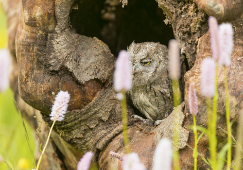 Výreček malý  (Otus scops)  A42I0124ok-2