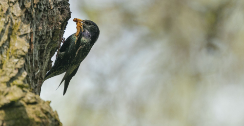Špaček obecný  (Sturnus vulgaris)  A42I0405ok