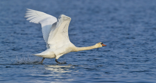 Labuť velká  (Cygnus olor)  A42I0413ok
