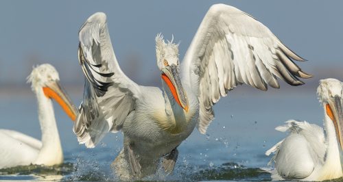 Pelikán kadeřavý  (Pelecanus crispus)  A42I0488ok