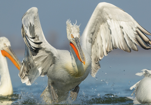 Pelikán kadeřavý  (Pelecanus crispus)  A42I0488ok