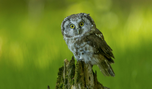 Sýc rousný  (Aegolius funereus)  A42I0595ok