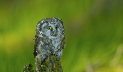 Sýc rousný  (Aegolius funereus)  A42I0619ok