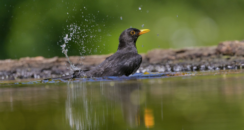 Kos černý  (Turdus merula)  A42I0658ok