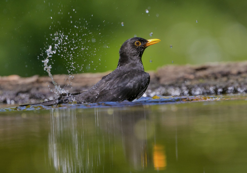 Kos černý  (Turdus merula)  A42I0658ok