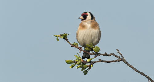 Stehlík obecný  (Carduelis carduelis)  A42I0659ok