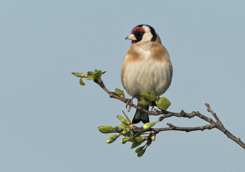Stehlík obecný  (Carduelis carduelis)  A42I0659ok