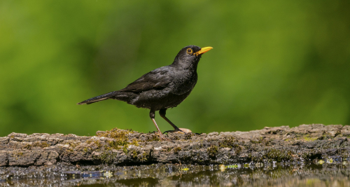 Kos černý  (Turdus merula)  A42I0683ok