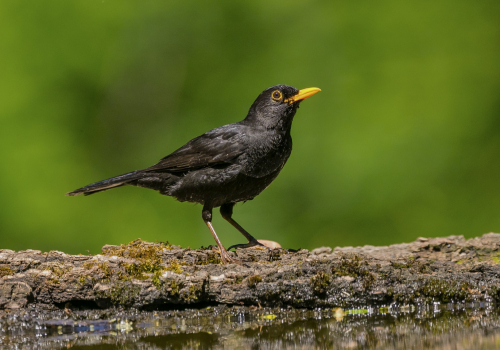Kos černý  (Turdus merula)  A42I0683ok