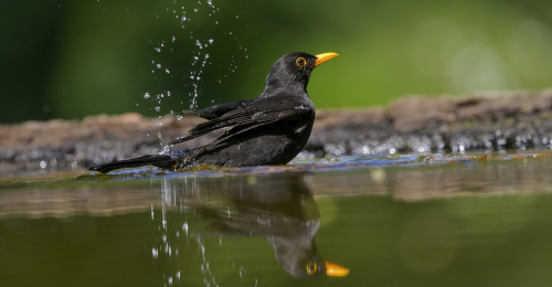 Kos černý  (Turdus merula)  A42I0728ok